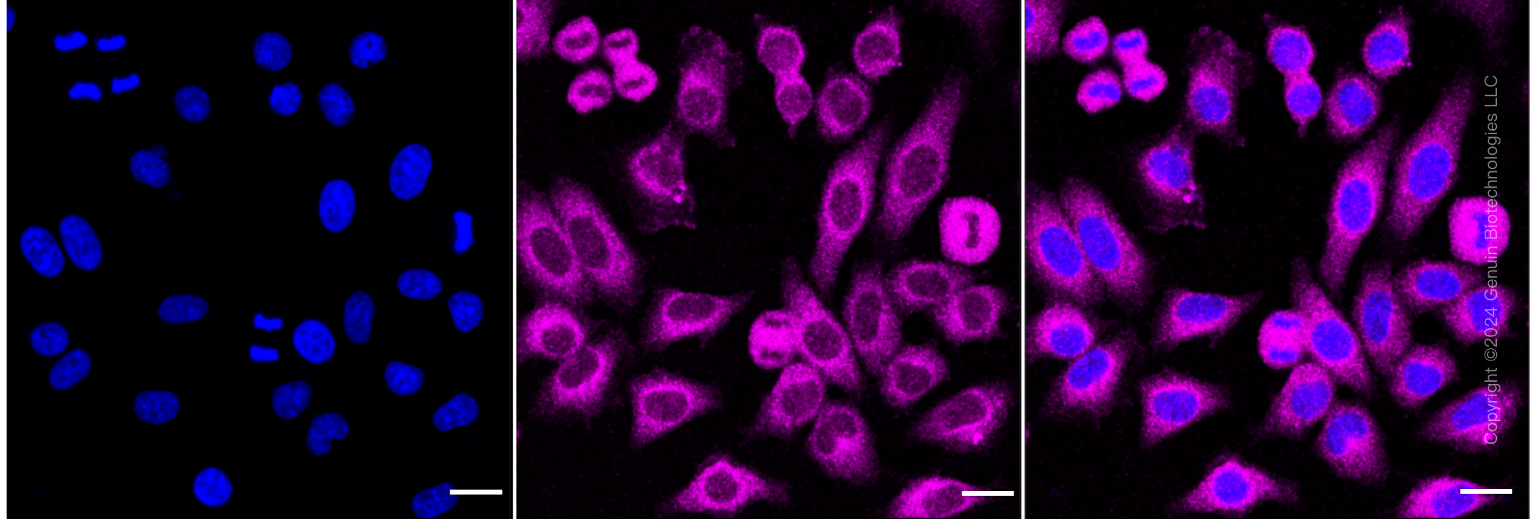 ICC - KD-Validated Anti-TANK Binding Kinase 1 Rabbit Monoclonal Antibody AGI1845